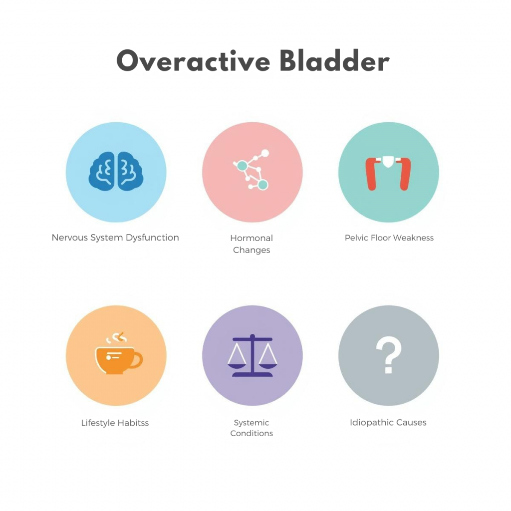 Infographic showing six risk factors for overactive bladder including nervous system dysfunction, hormonal changes, pelvic floor weakness and lifestyle habits
